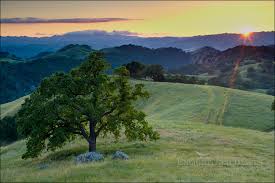 Scenic foothill landscape with oak trees in Madera County.